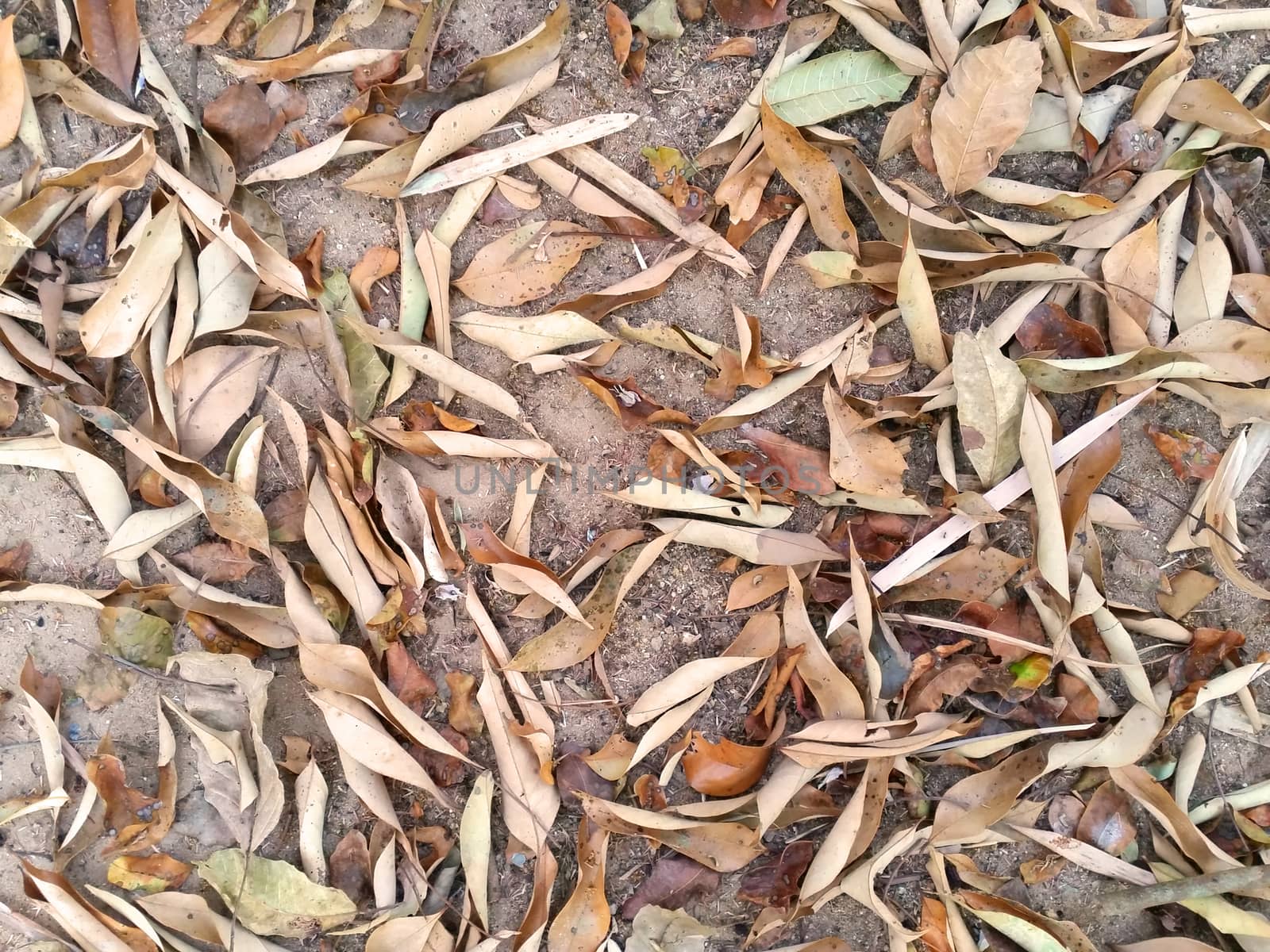 Dry leaves fall on ground as background by iampuay