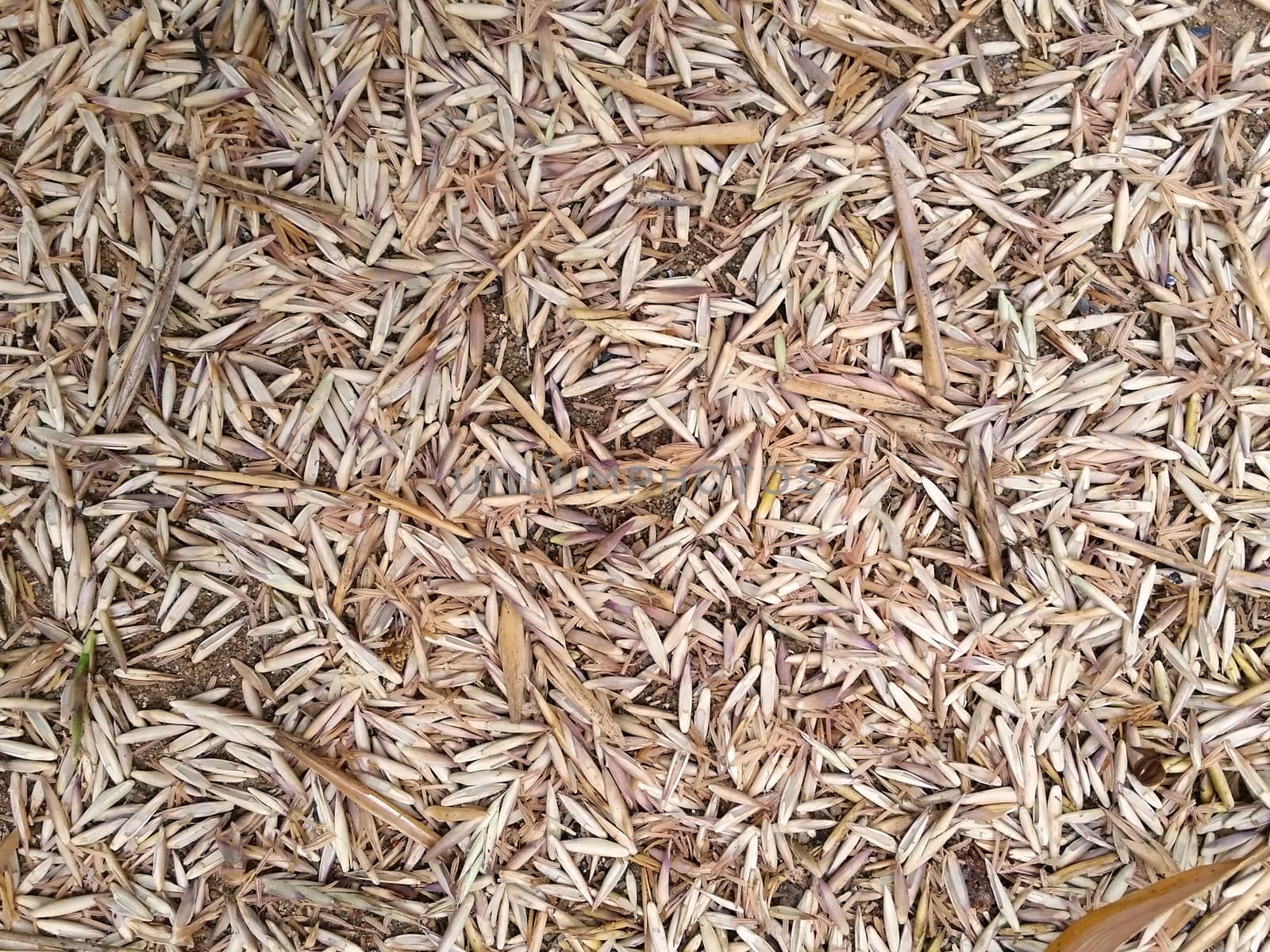 Many dry bamboo flower fall on ground as background