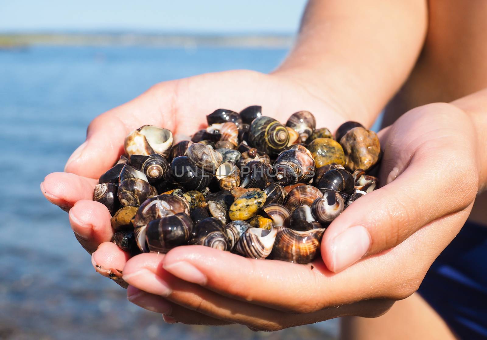 Young female person with hands full of salt water snails by Arvebettum