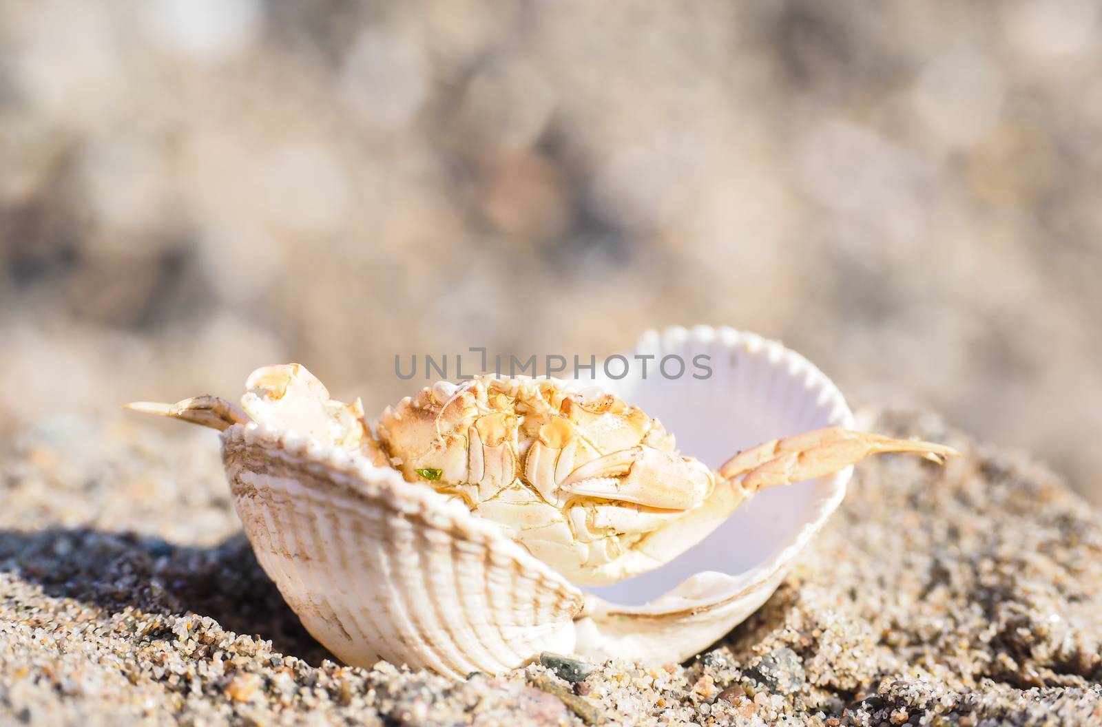 Closeup of a crab hiding in a empty white clam in sand by Arvebettum