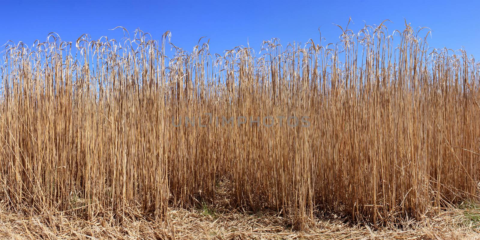 an agricultural panoramic field for an organic farming for the harvest of the reed on a bottom of blue sky