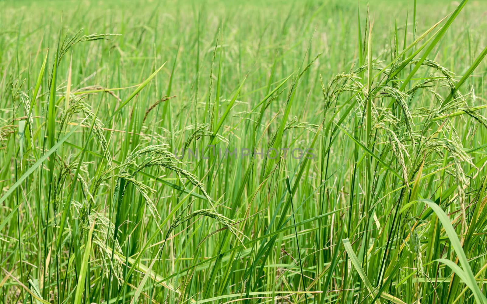 Harvest rice at paddy rice field  at the South of Thailand  side.