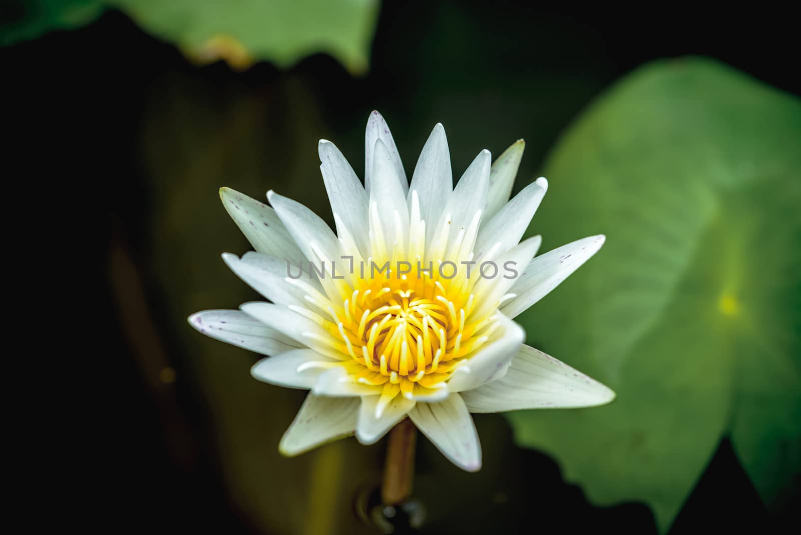 White lotus in water and green leaves