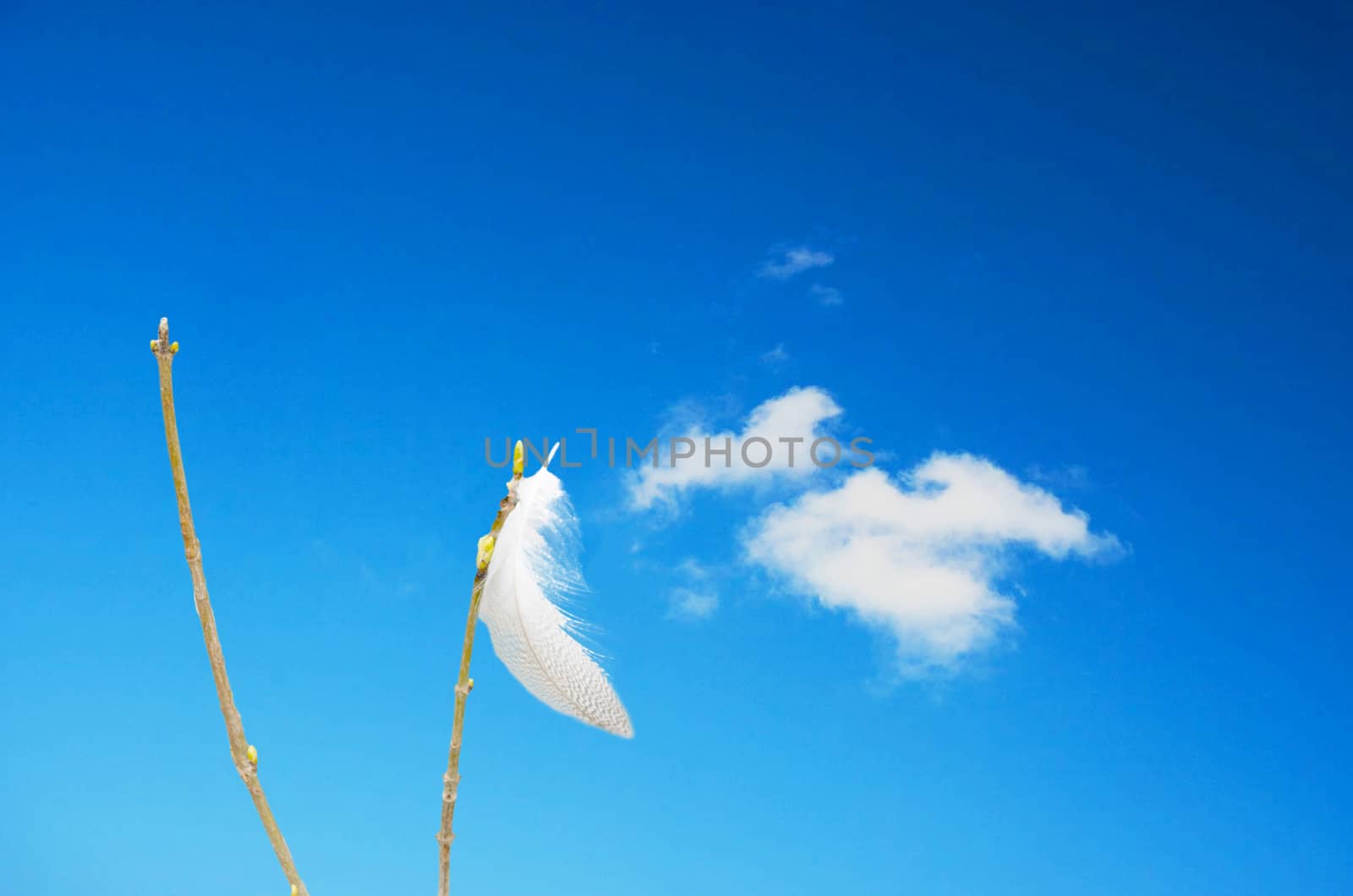Spring on blade of grass in front of blue sky by JFsPic