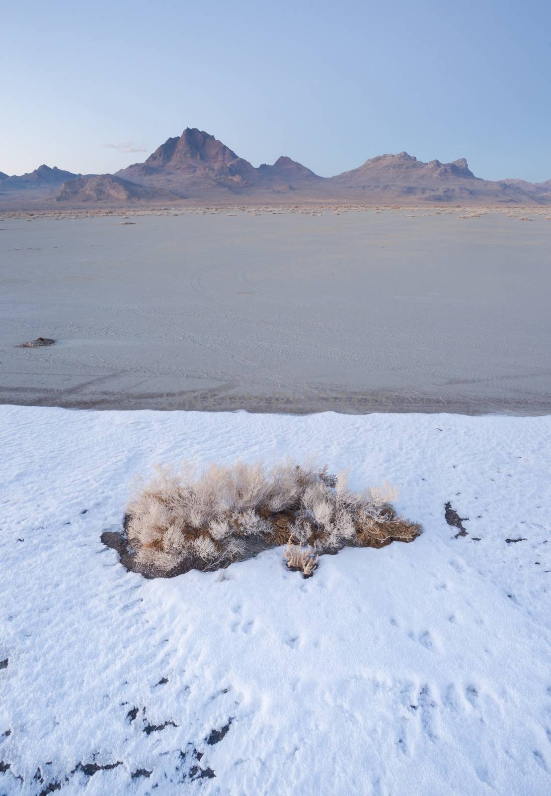 Vertical Sage Brush Frozen Ground Salt Flats Utah Desert by ChrisBoswell