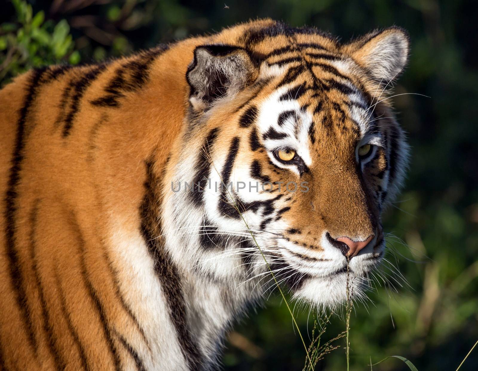 Beautiful big  tiger wild cat with striped fur and long whiskers