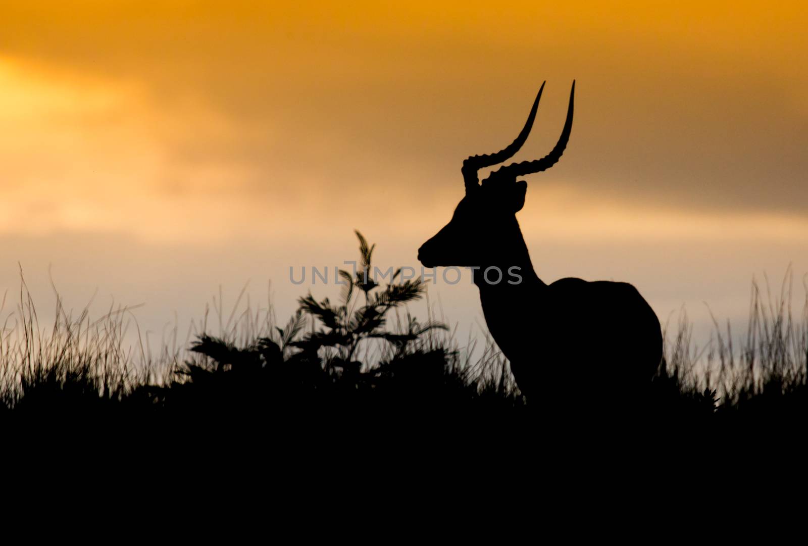 Impala antelope with long horns silhouetted against African sunset sky