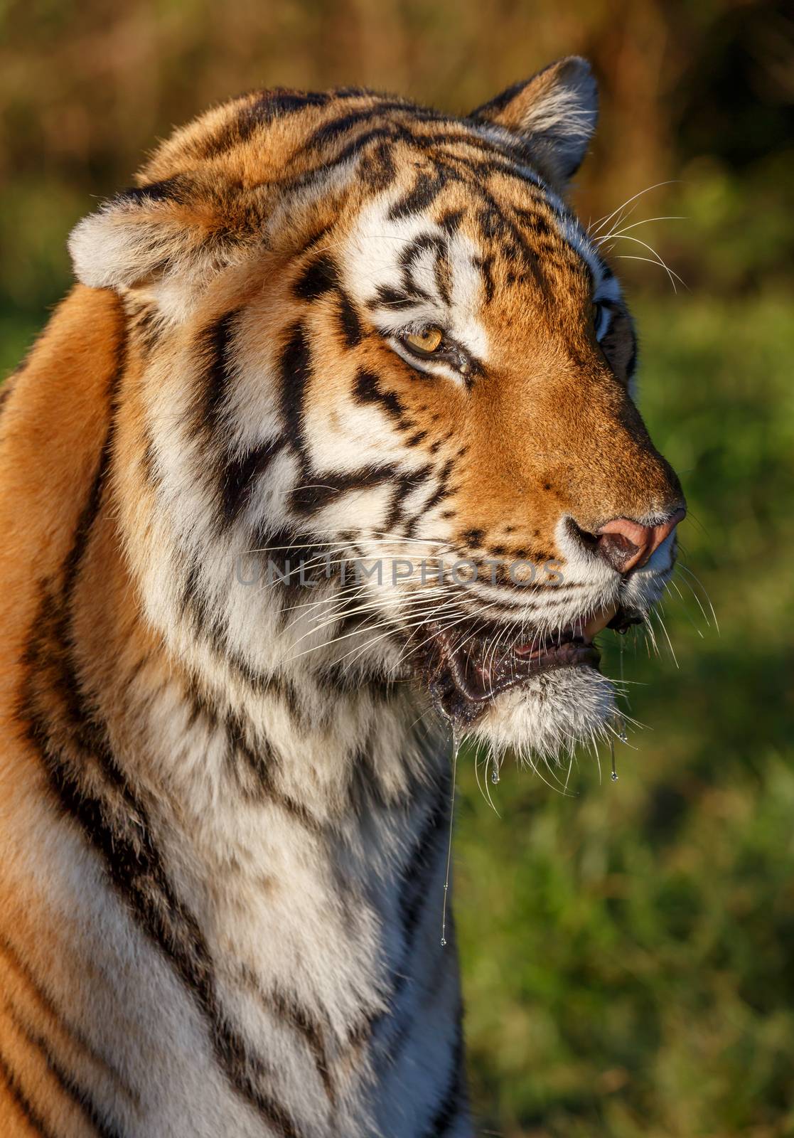Tiger Wild Cat by fouroaks