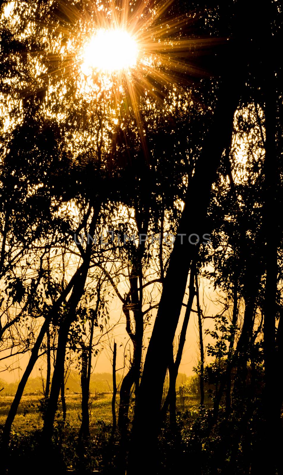 Sunset starburst and silhoetted trees of a forest