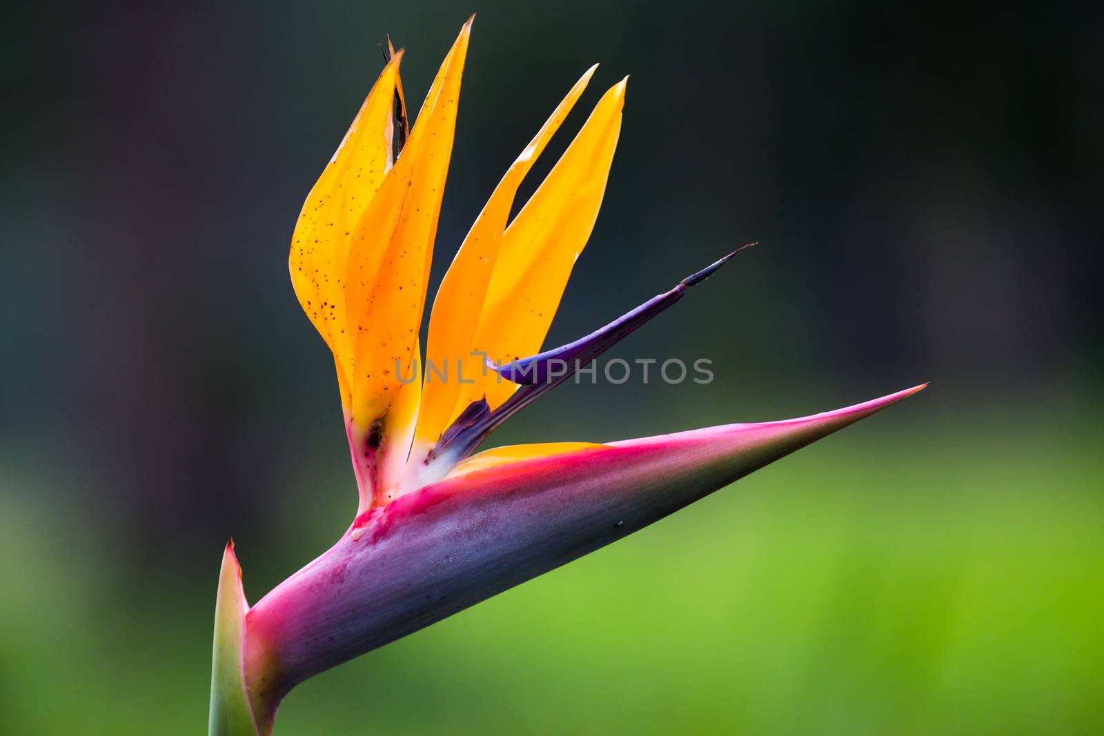 Beautiful Strelitzia flower with yellow and mauve colors