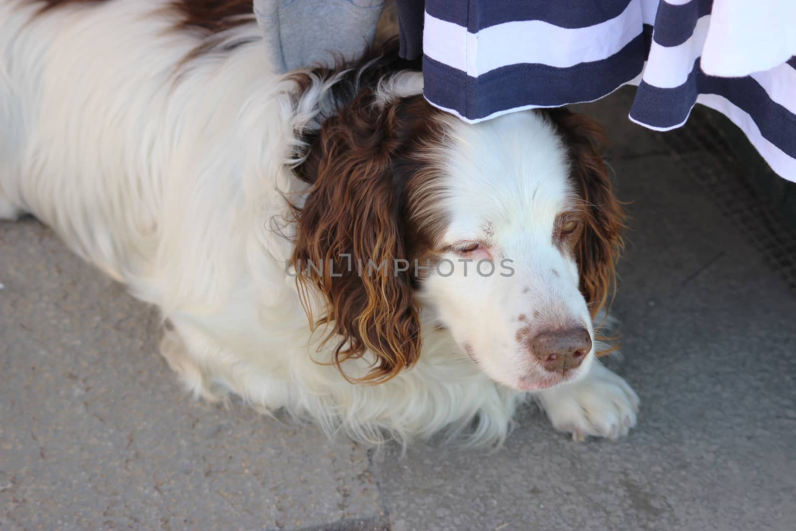 Beautiful white dog lying under the table