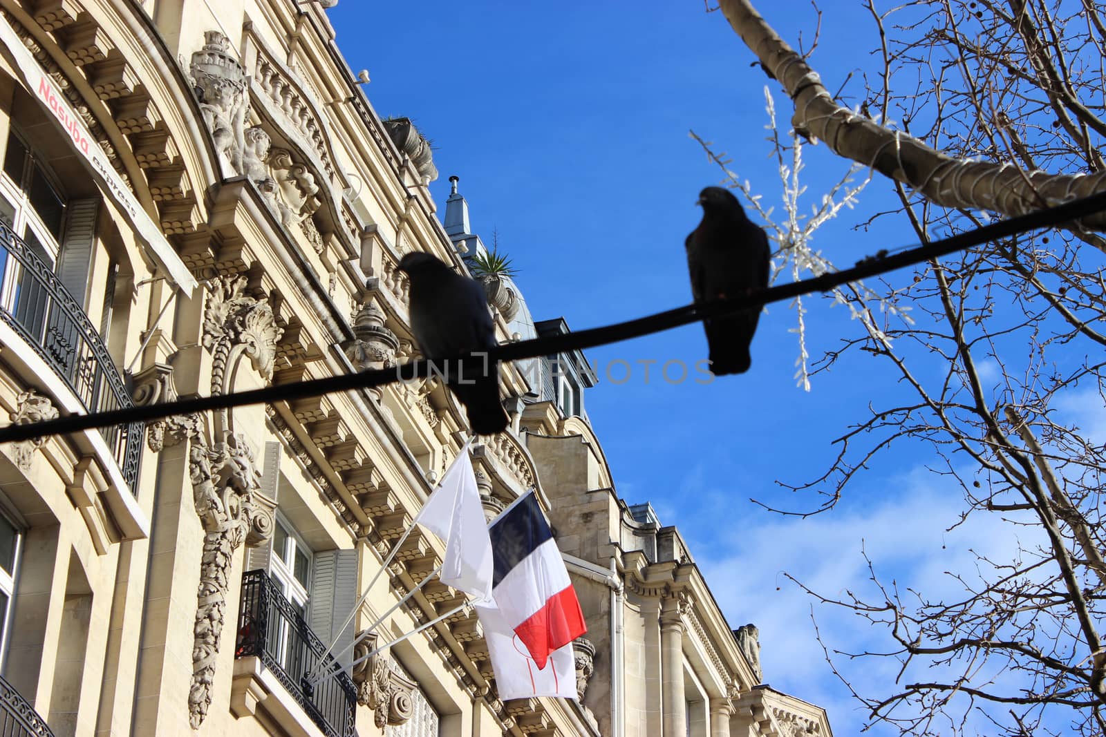 Pigeons on Power Line - The Avenue des Champs-Elysees, Paris France