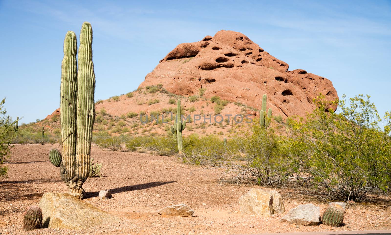 Arizona Desert Landscape Red Rocks Cactus Arid Landscape by ChrisBoswell