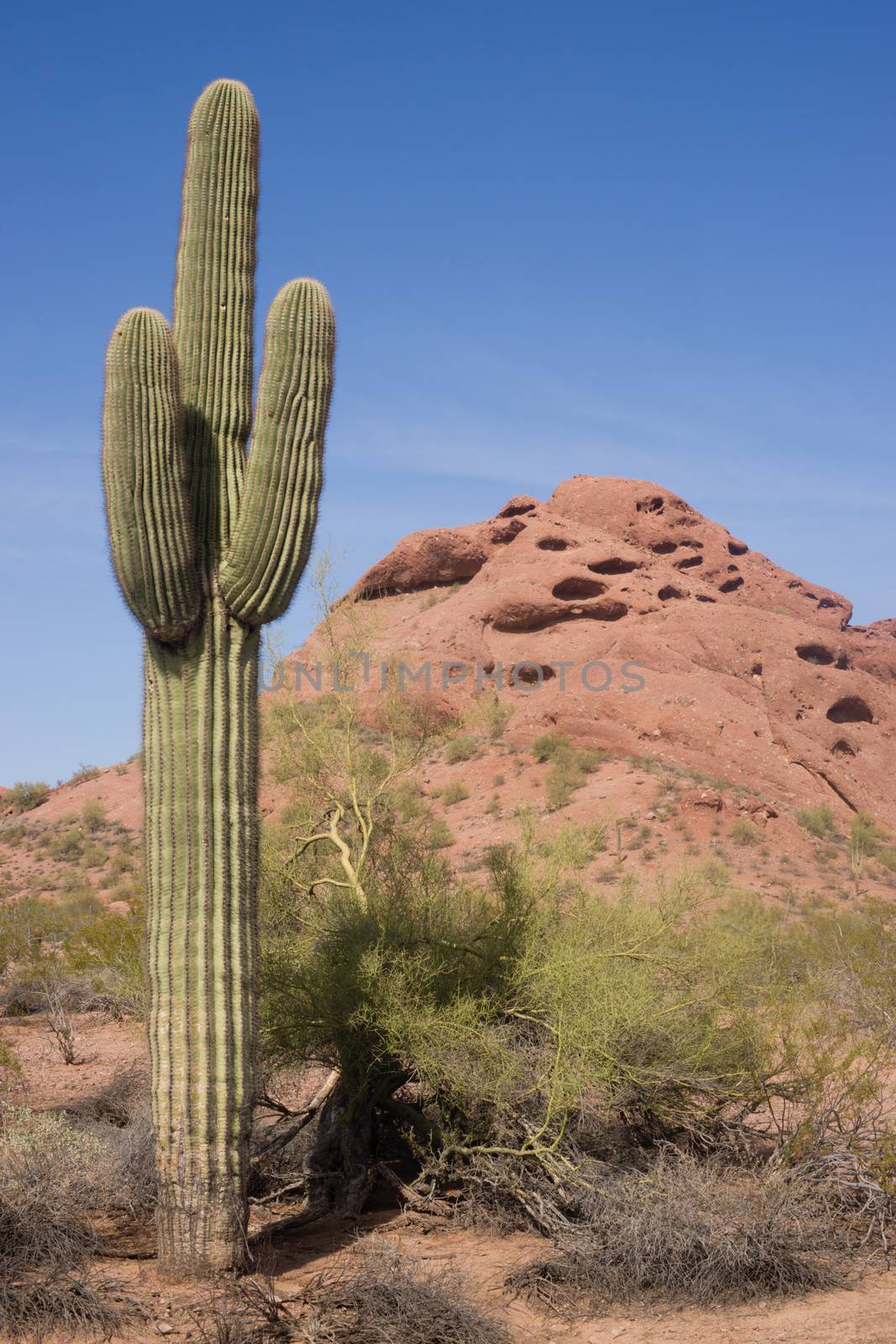 Arizona Desert Landscape Red Rocks Cactus Arid Landscape by ChrisBoswell