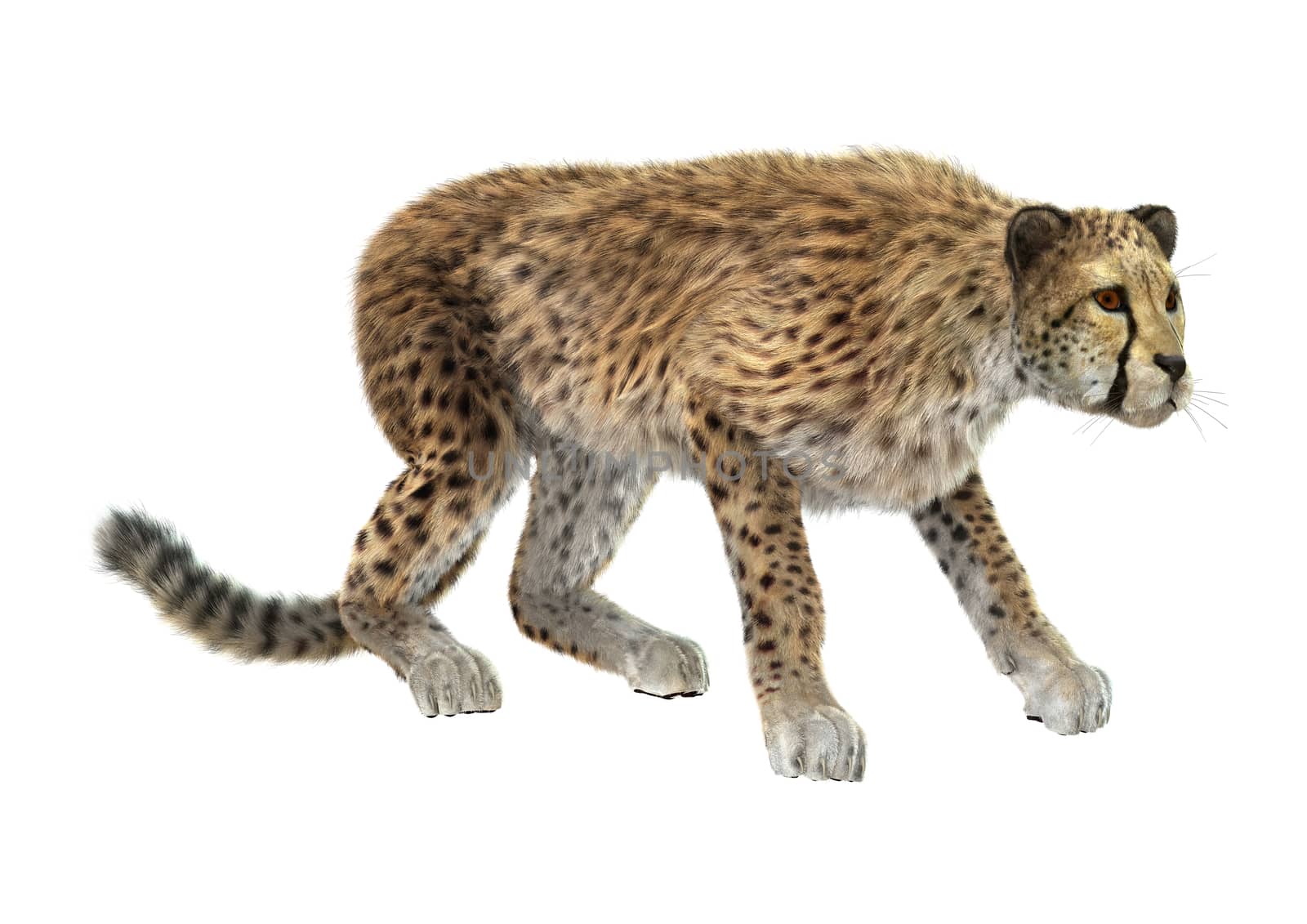 3D digital render of a big cat cheetah hunting isolated on white background