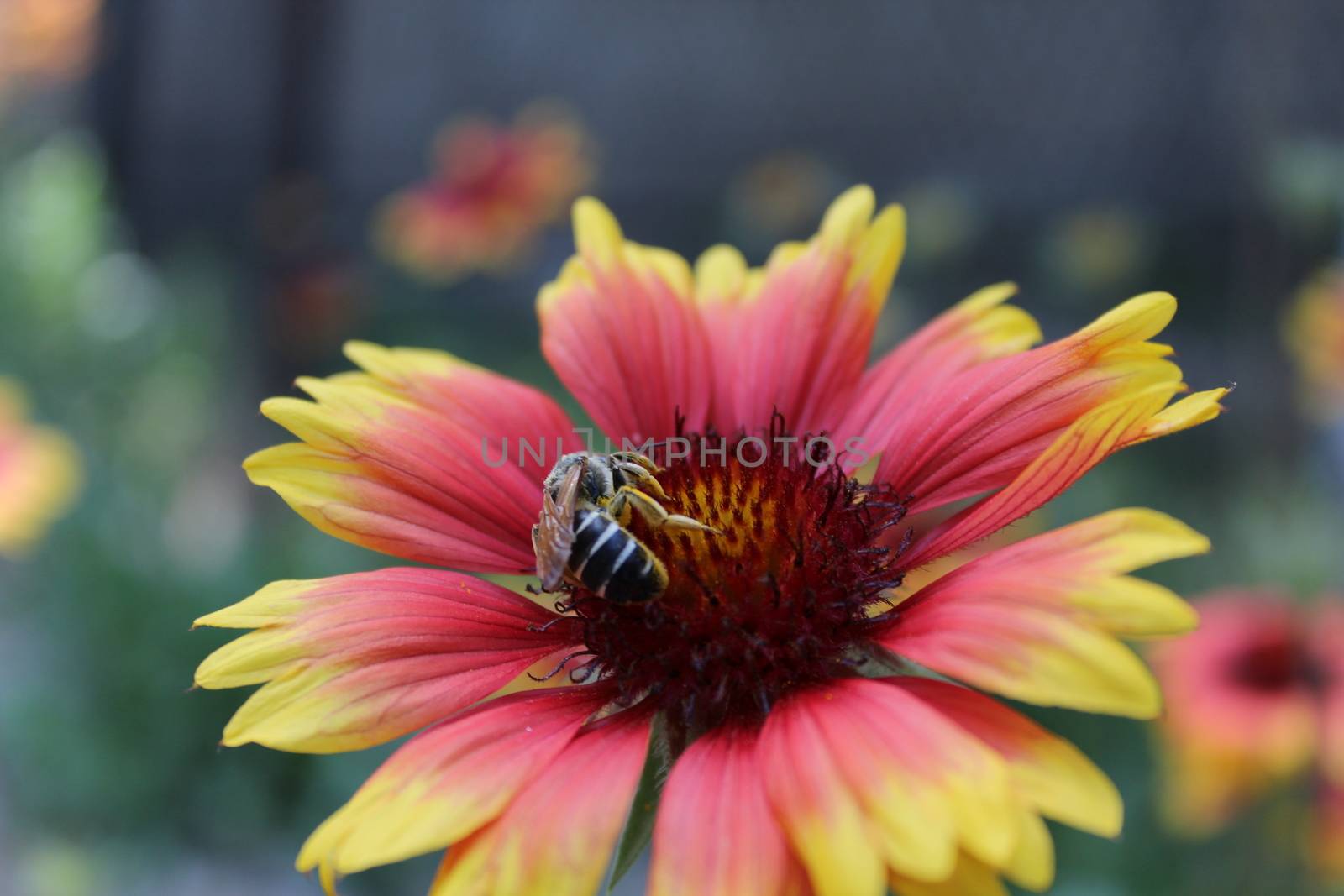 Honey bee collecting pollen on a flower.