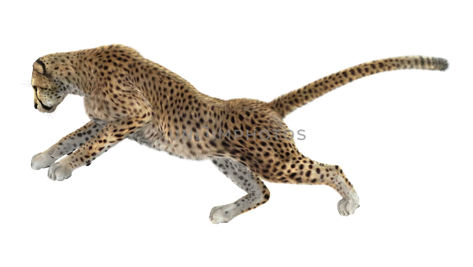 3D digital render of a big cat cheetah isolated on white background