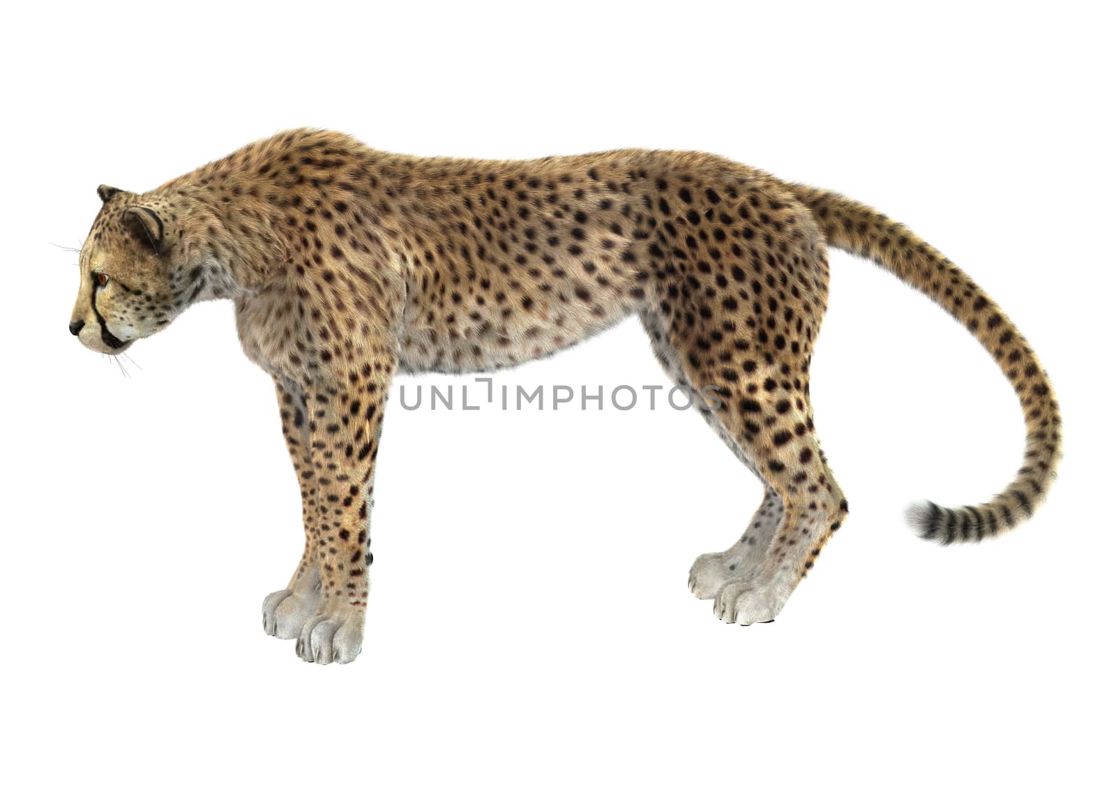 3D digital render of a big cat cheetah isolated on white background