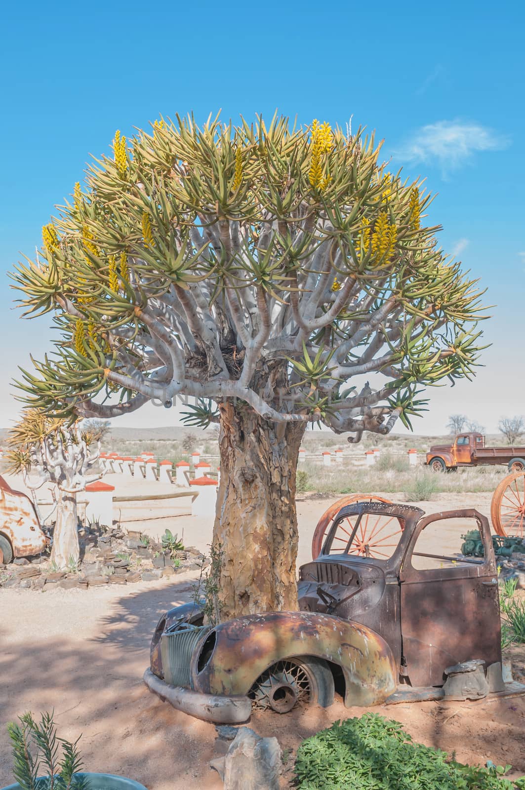 FISH RIVER CANYON, NAMIBIA - JUNE 17, 2011: A flowering quiver tree growing through the bonnet of an old car at a lodge near the Fish River Canyon