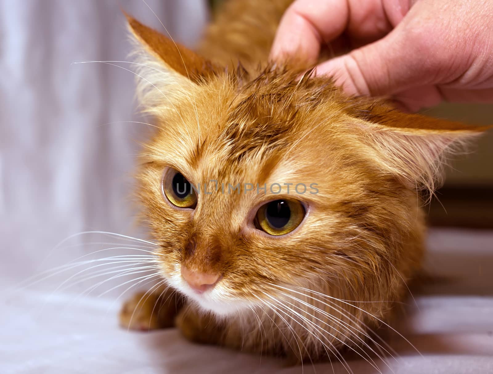 The muzzle pet - red wet cat closeup