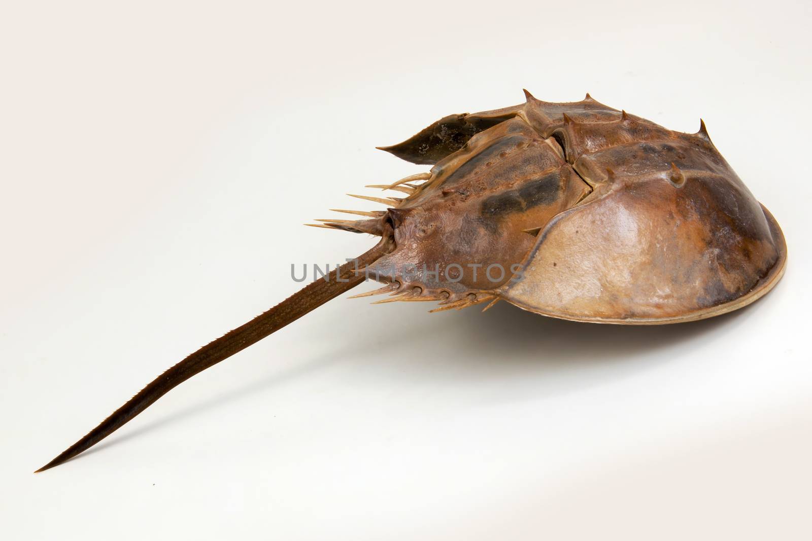 Horseshoe Crab by PeachLoveU