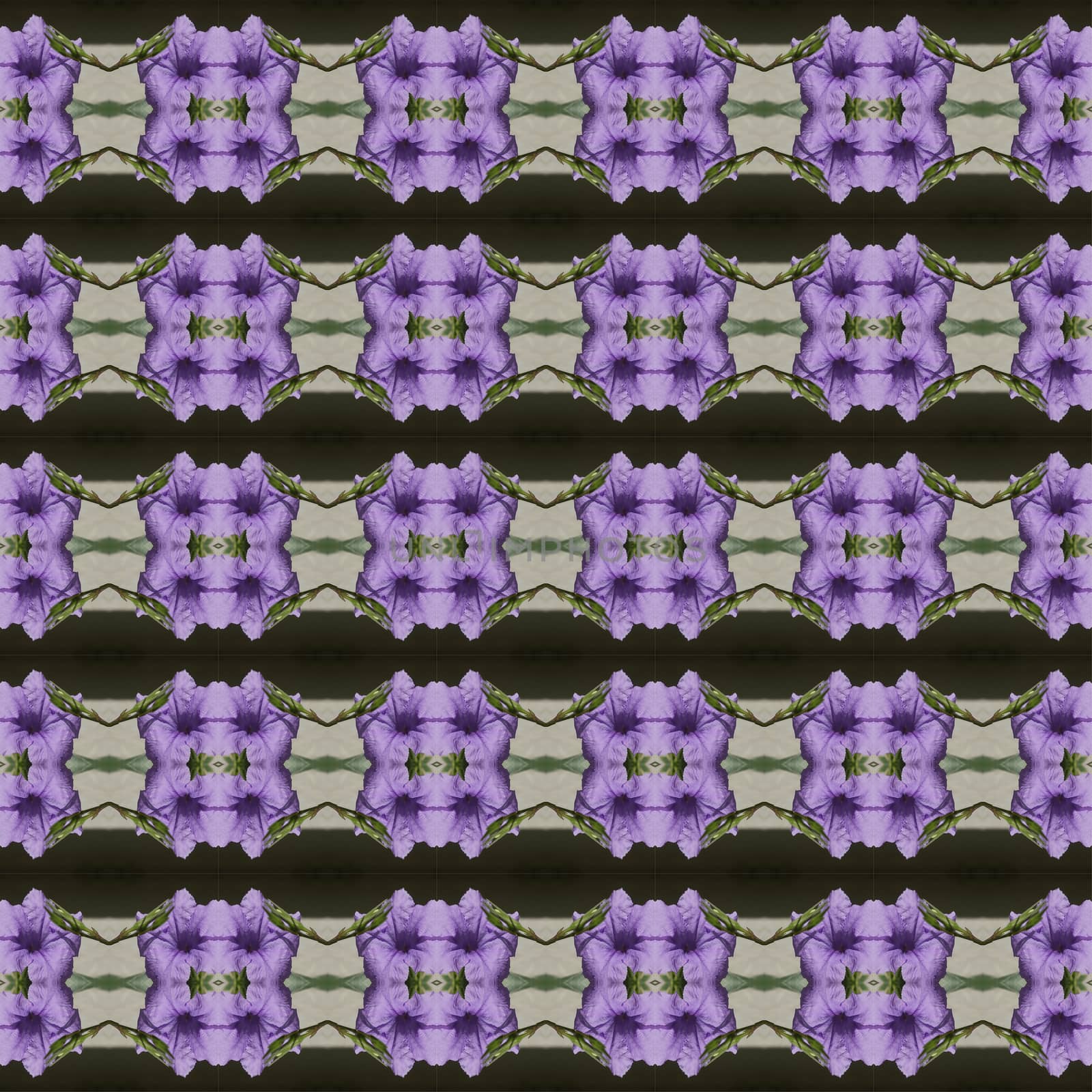 Ruellia tuberosa Linn  bright purple in full bloom seamless use as pattern and wallpaper.