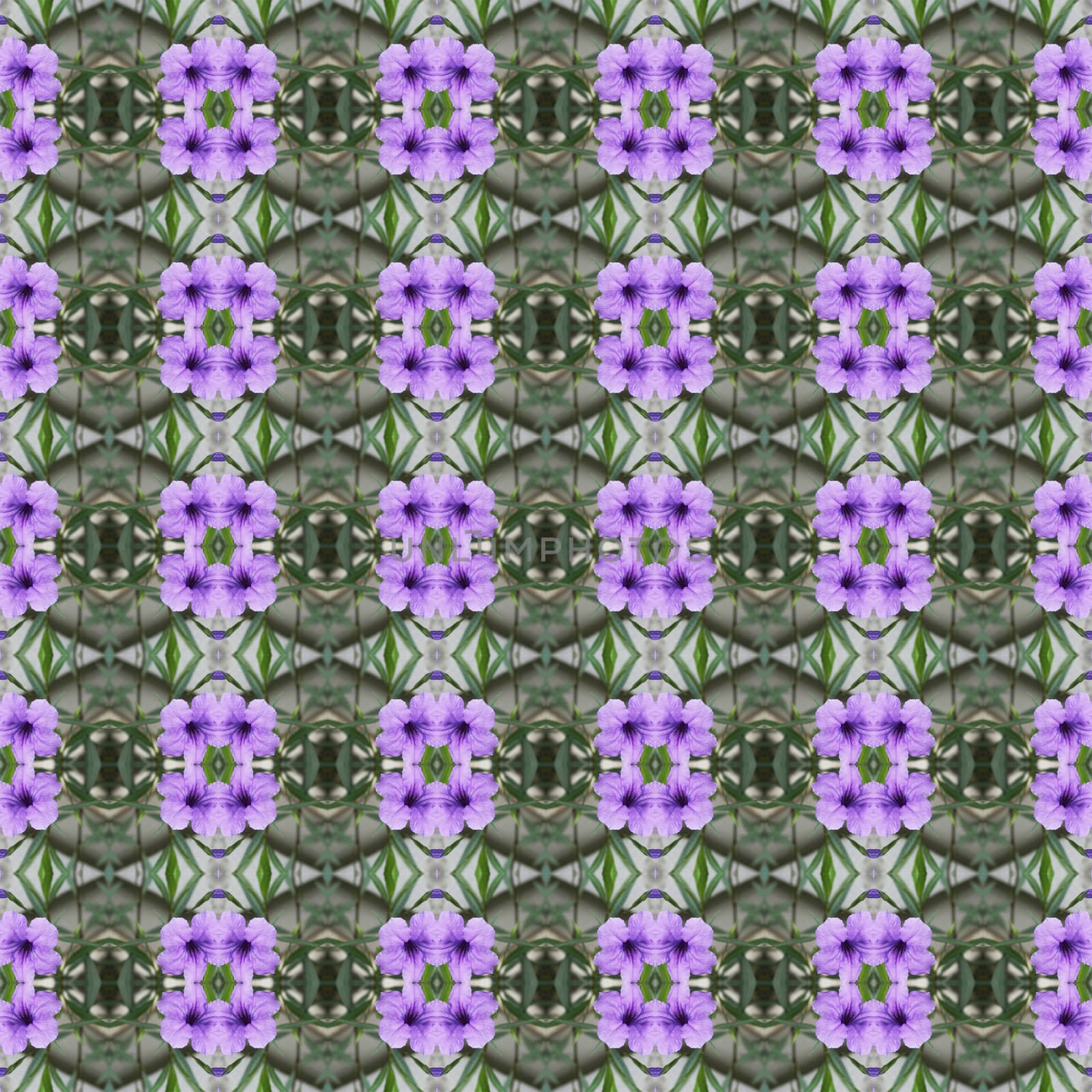 Ruellia tuberosa Linn, bright purple in full bloom seamless use as pattern and wallpaper.