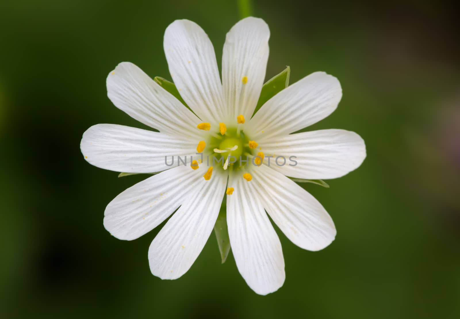 Close up of a Stellaria with green background by fisfra