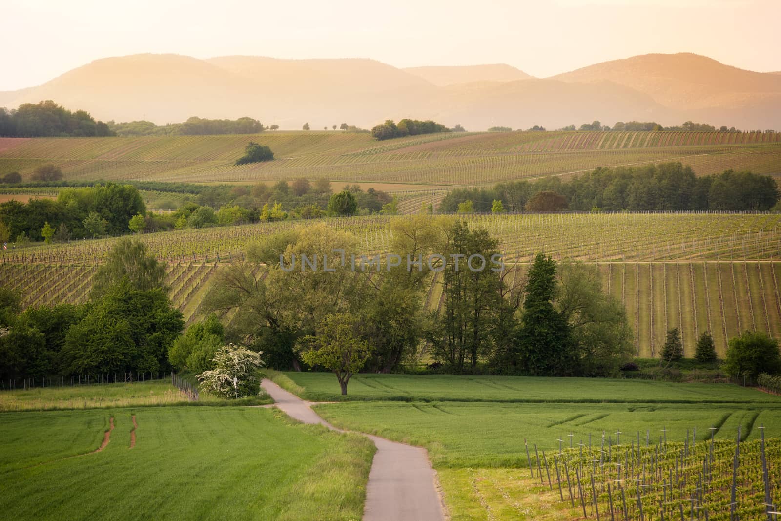 Path in vineyards in Pfalz at sunset, Germany