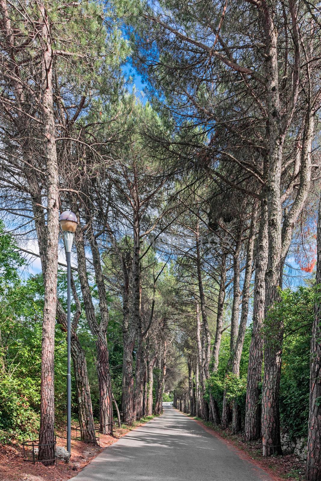 avenue of trees in the city