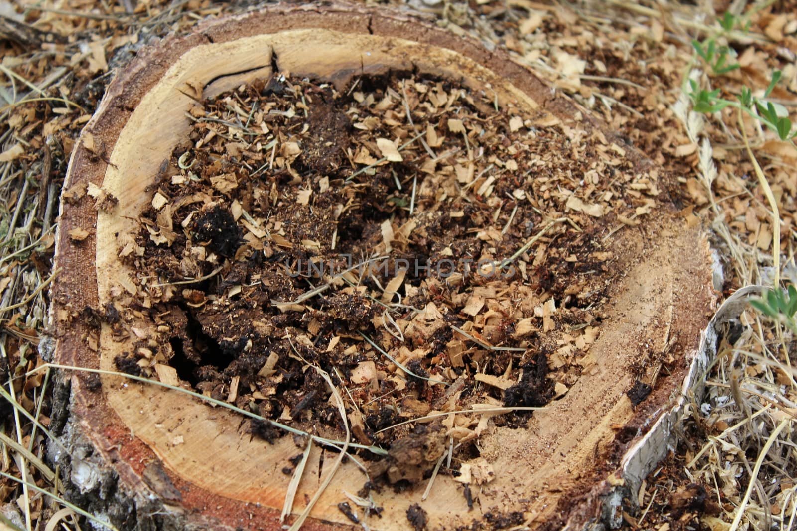 Stump of sick birch. Sick felled tree with rotten interior.