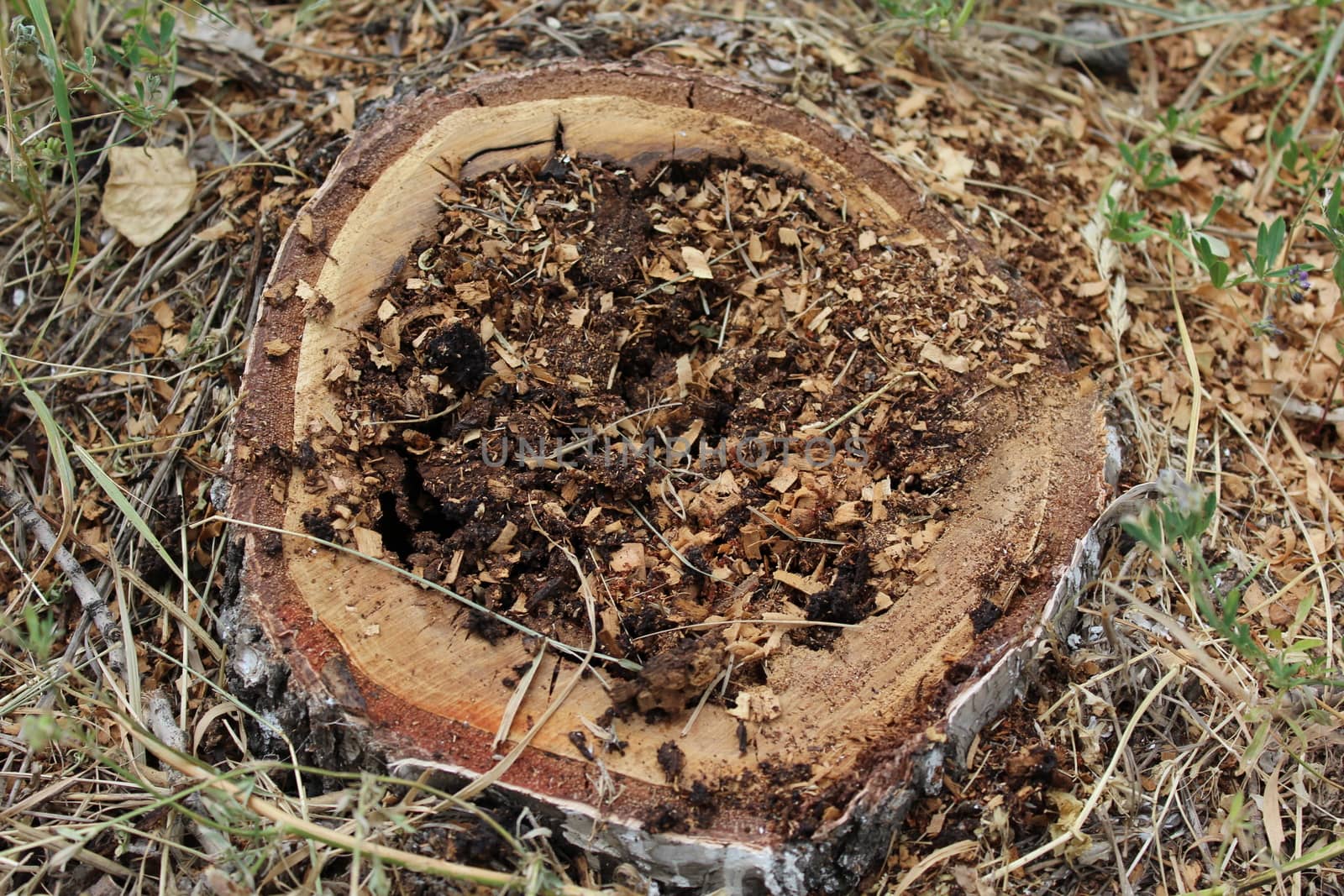 Birch stump by nurjan100