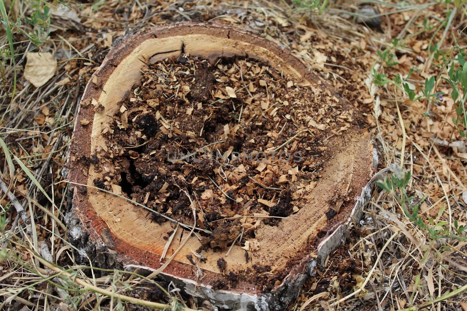 Birch stump by nurjan100