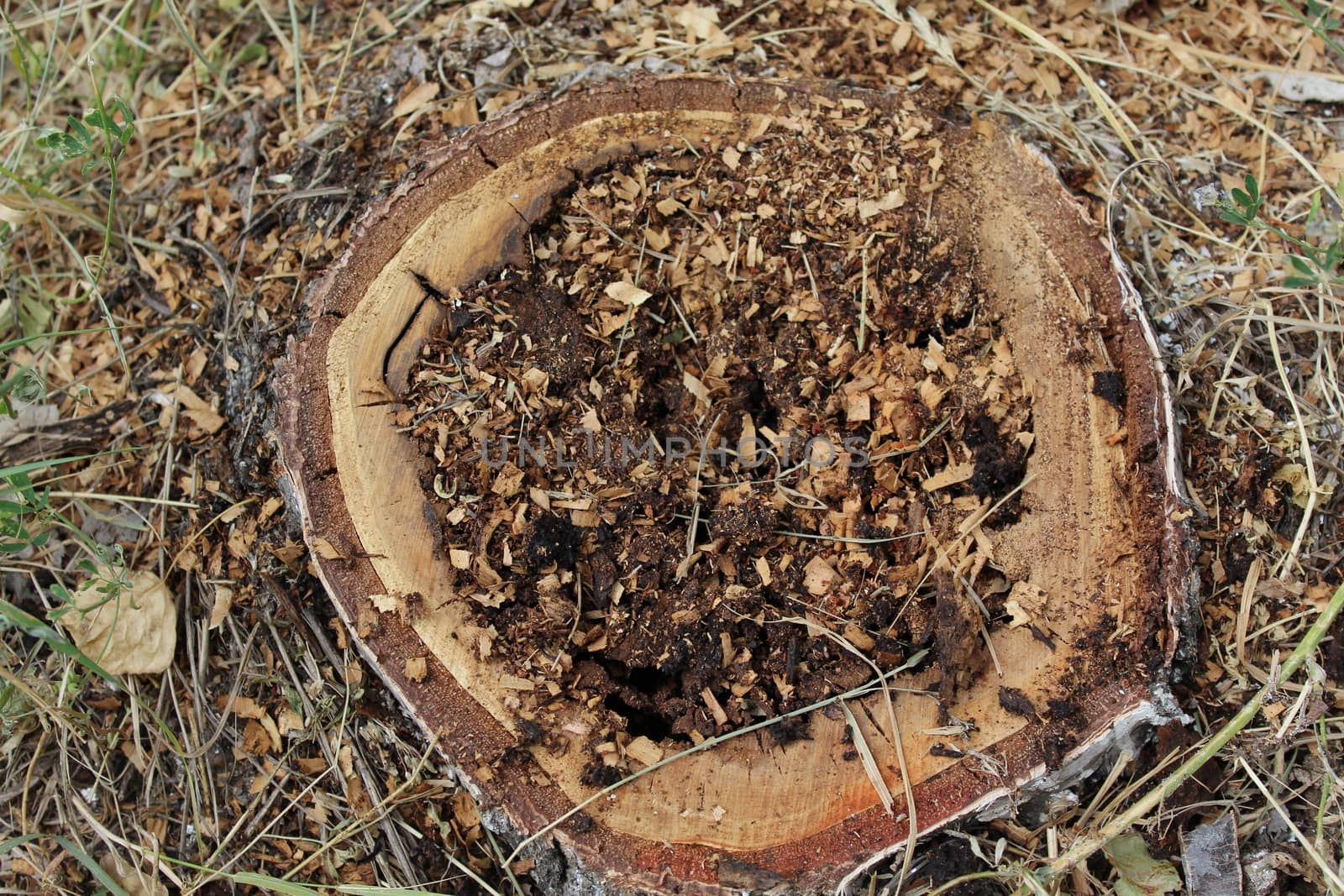 Stump of sick birch. Sick felled tree with rotten interior.