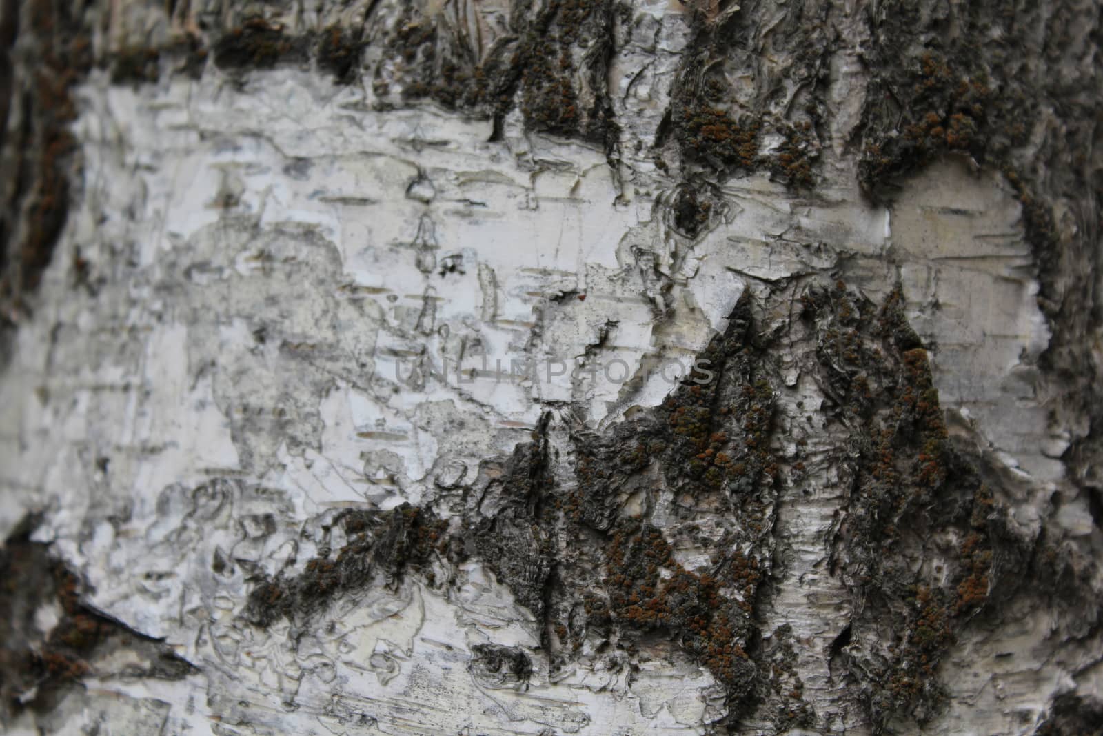 Birch bark background by nurjan100