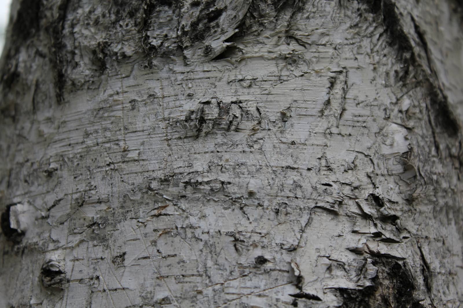 Birch bark background by nurjan100