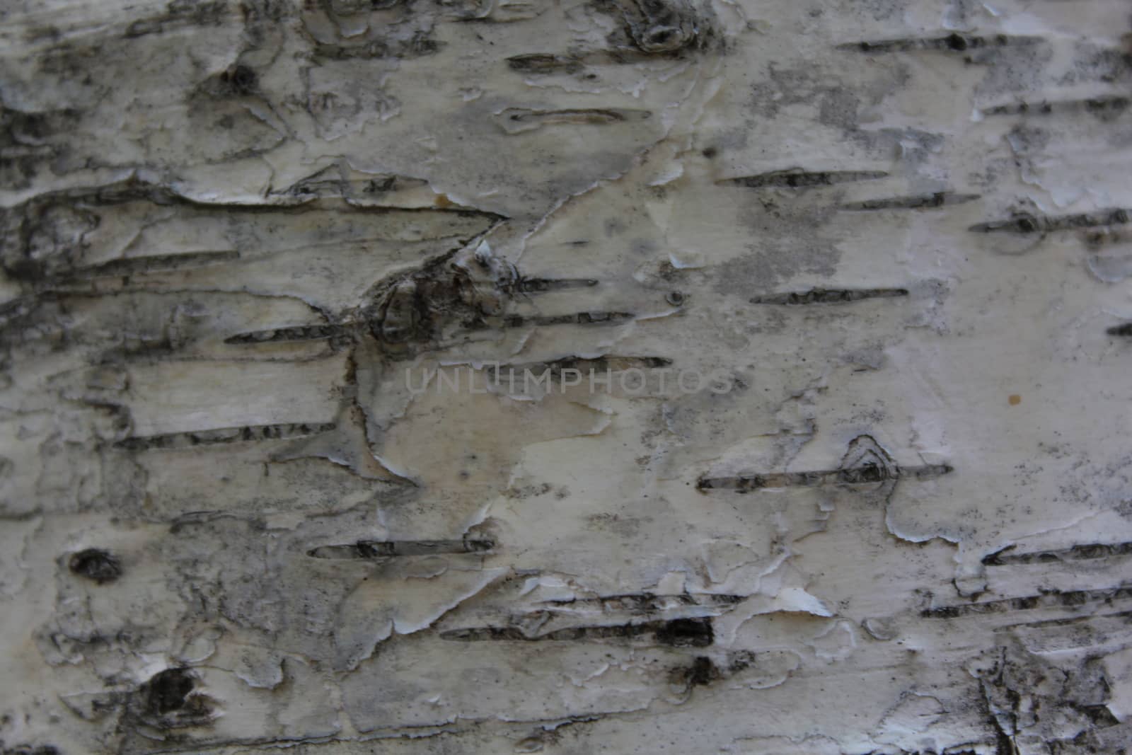 Birch bark natural texture natural background.