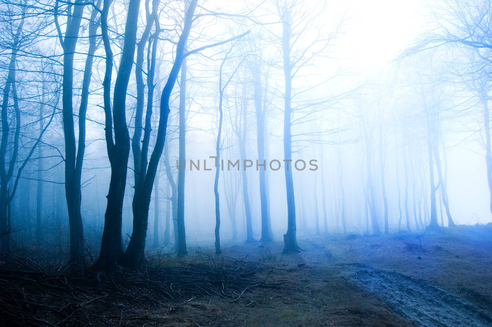 Nature. Fog in dark forest.