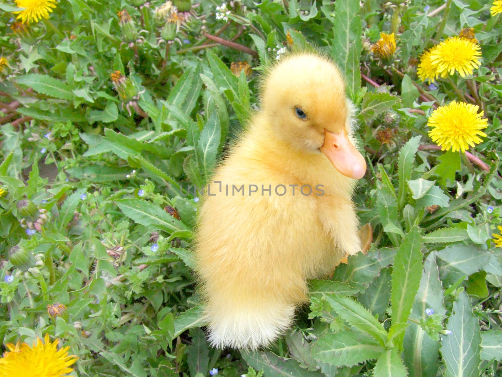 duckling and dandelion