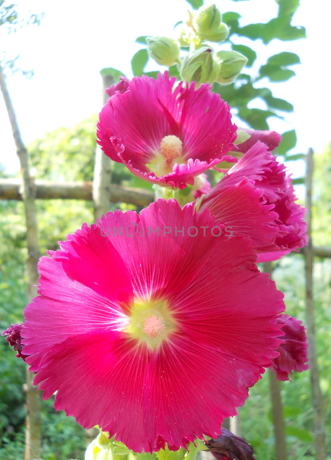 pink hollyhock flowers by fadeinphotography