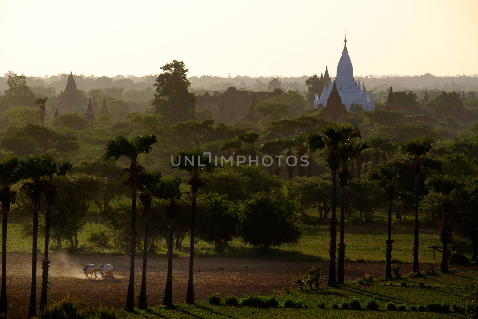 Sunrise view of landscape and agriculture fields with temples, Bagan, Myanmar (Burma)