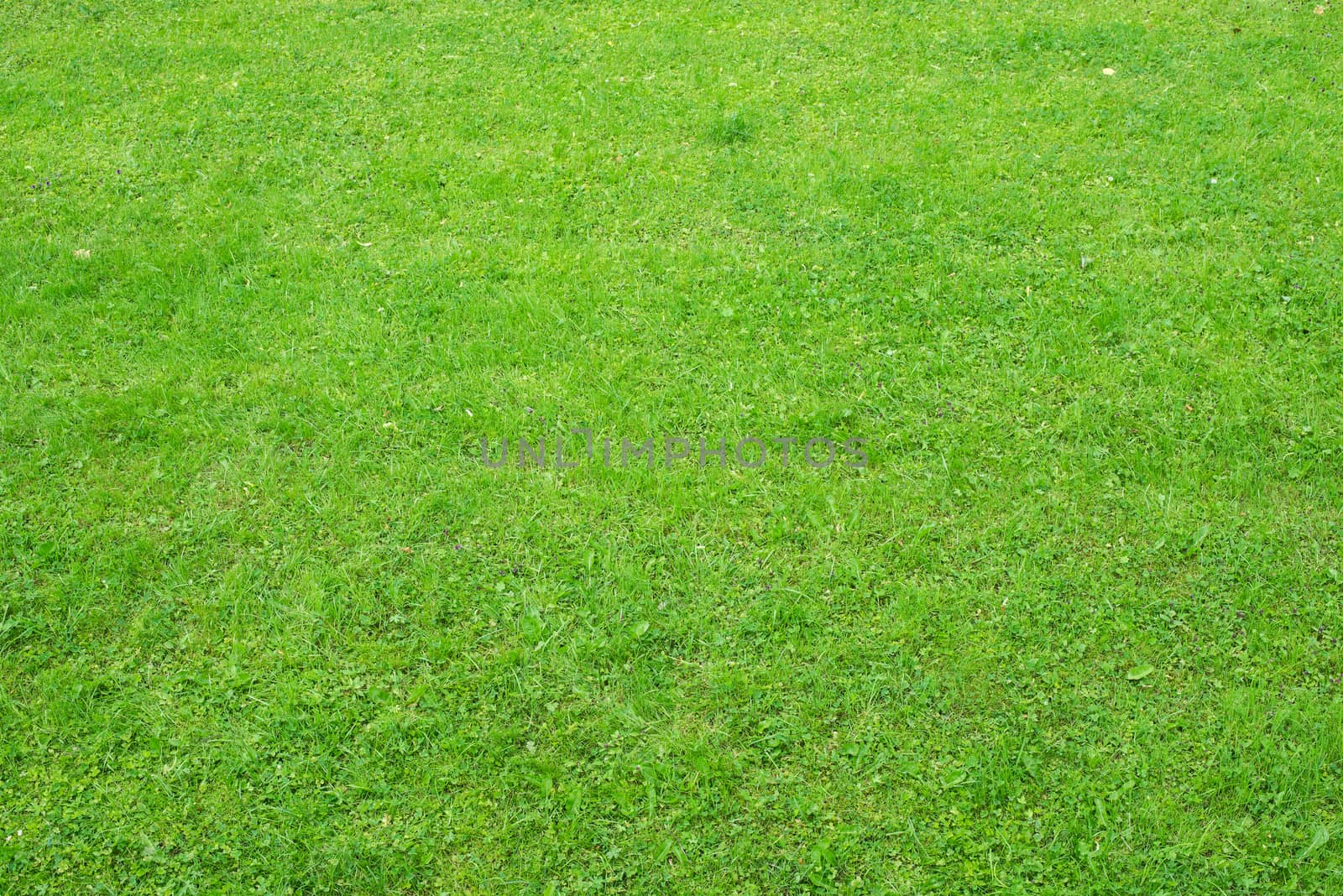Green grass by cherezoff