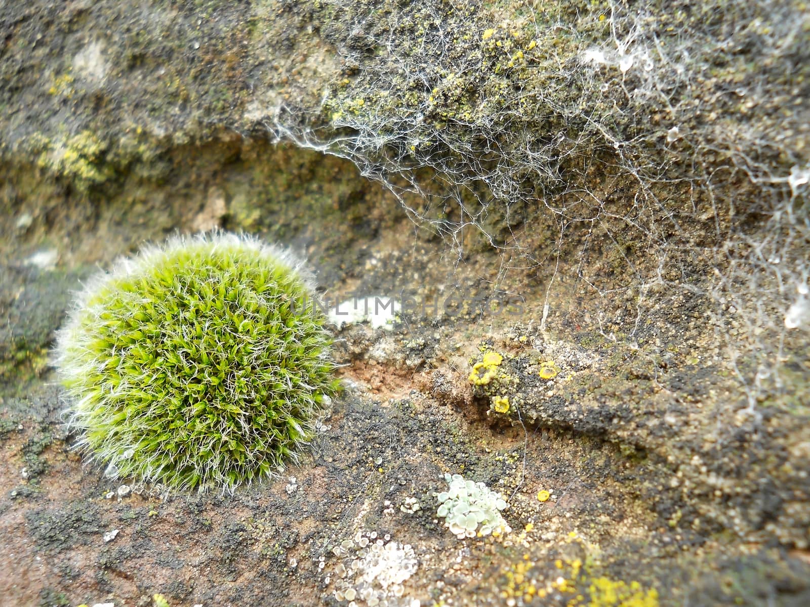 moss  on rock by fadeinphotography