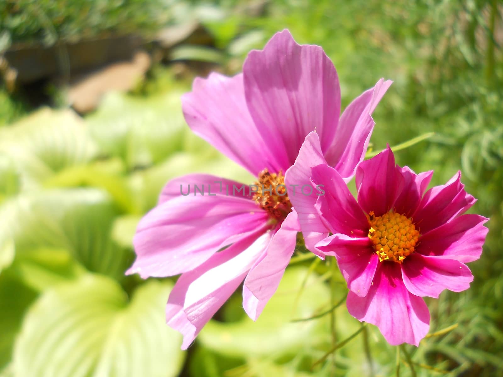 tvo cosmos flowers in garden by fadeinphotography