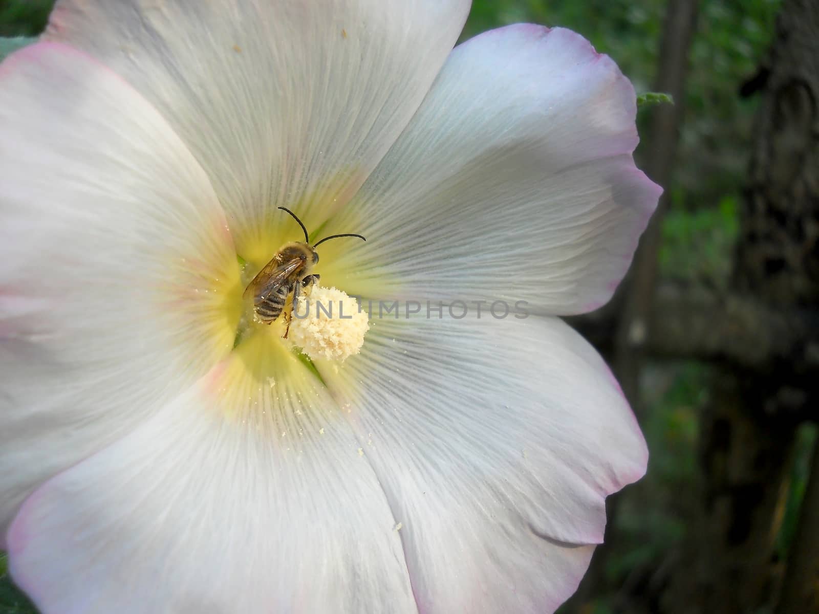 bumblebee in hollyhock flower by fadeinphotography