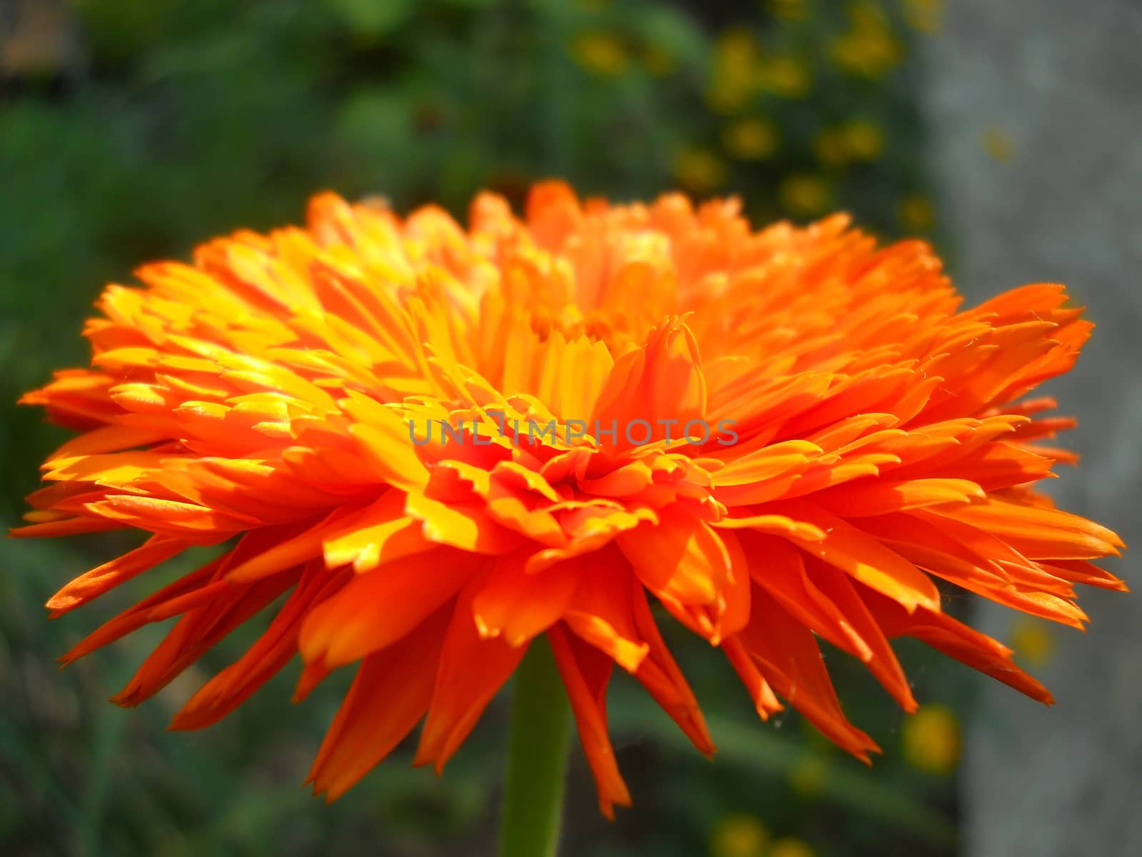 orange zinnia flower