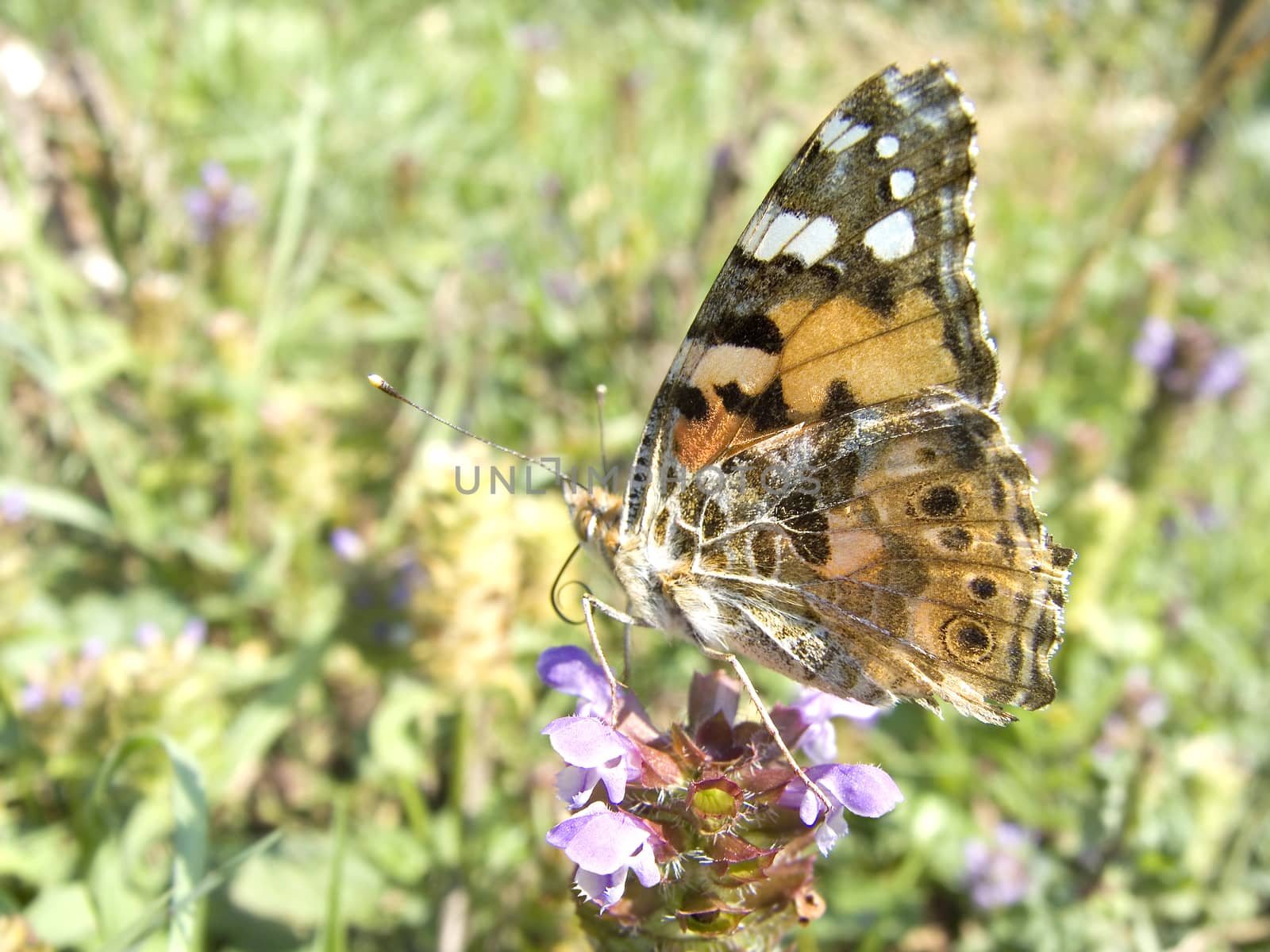 Butterfly in meadow by fadeinphotography