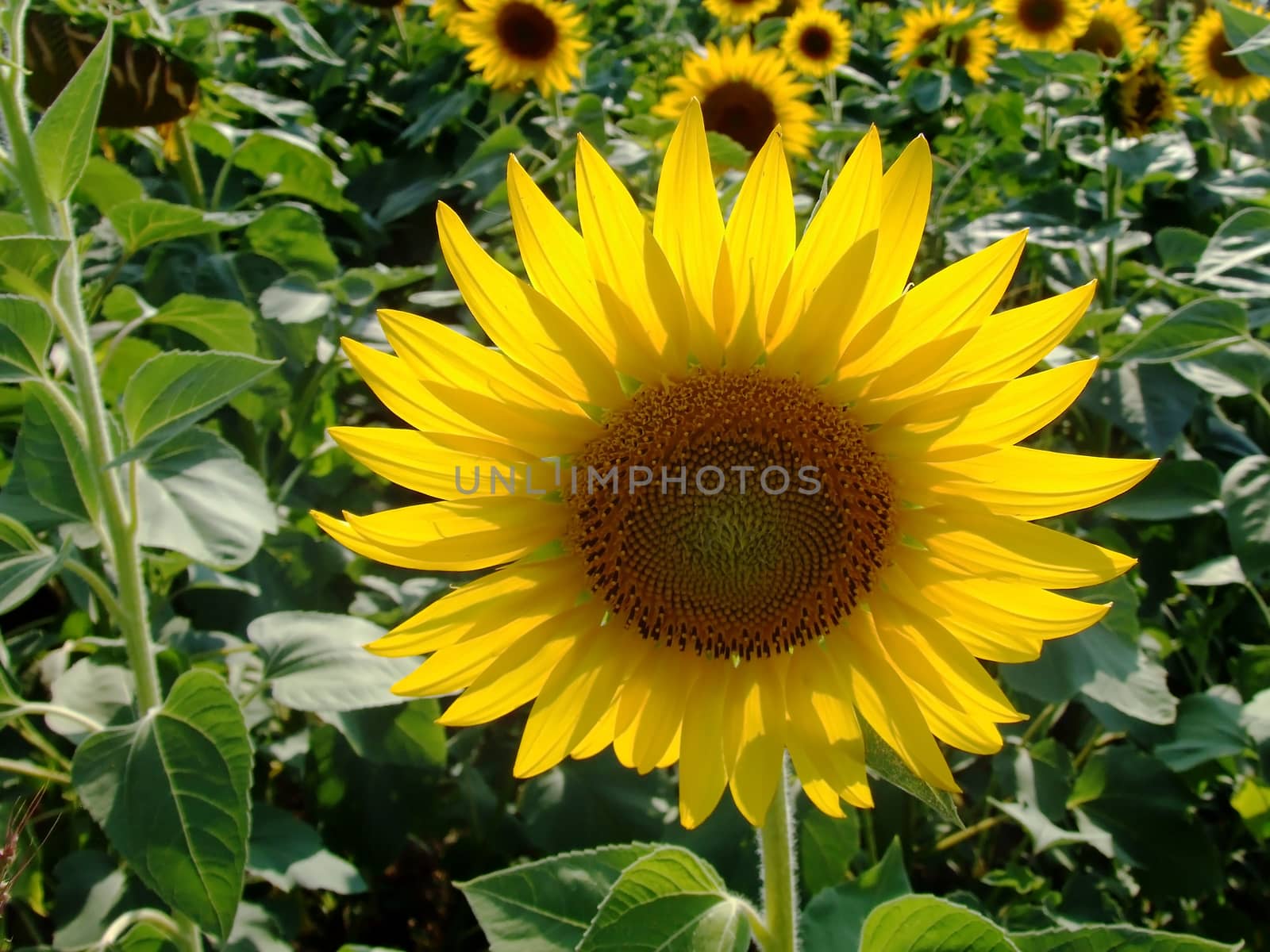 sunflower in sunflower field by fadeinphotography
