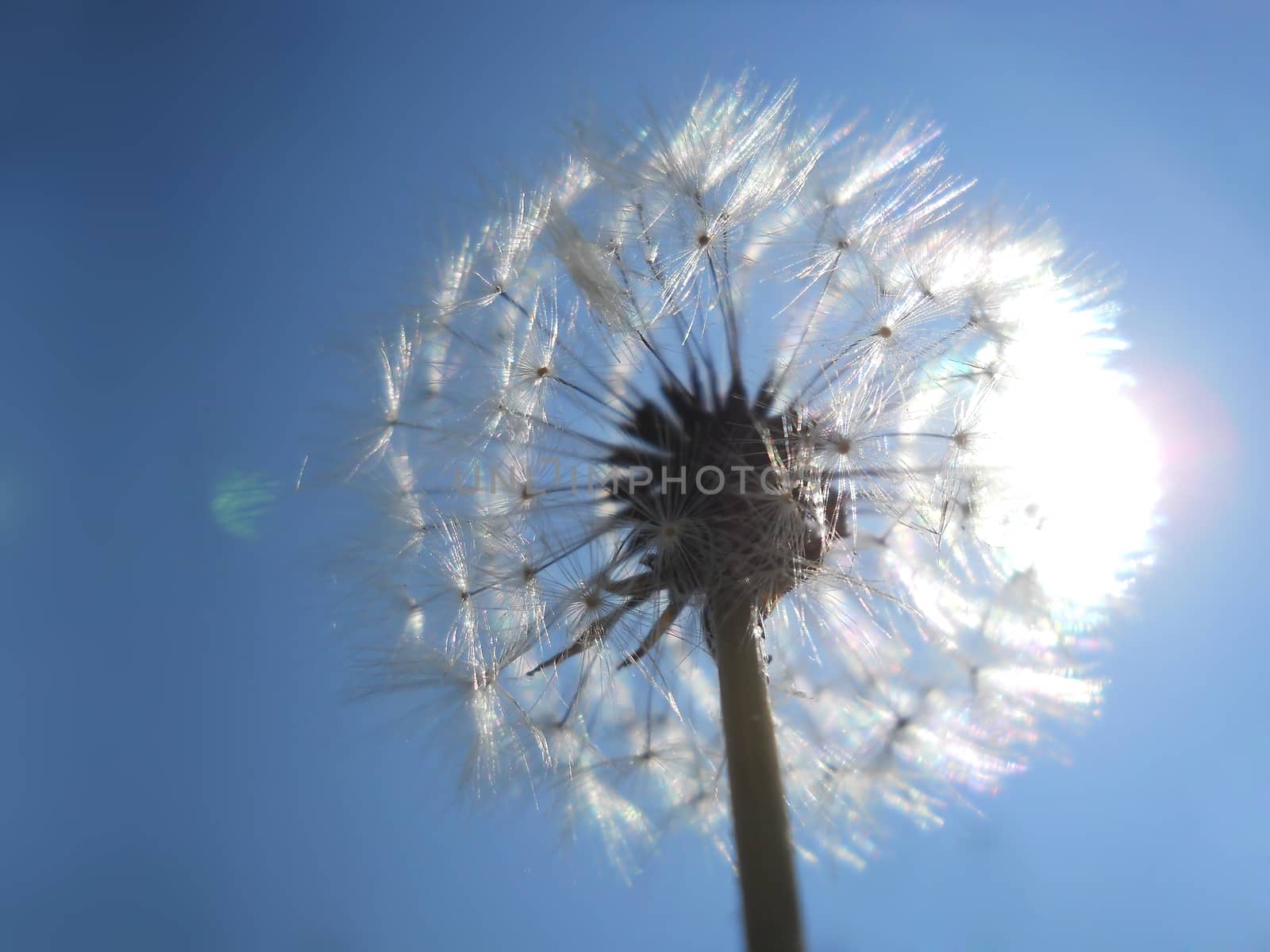 white dandelion by fadeinphotography