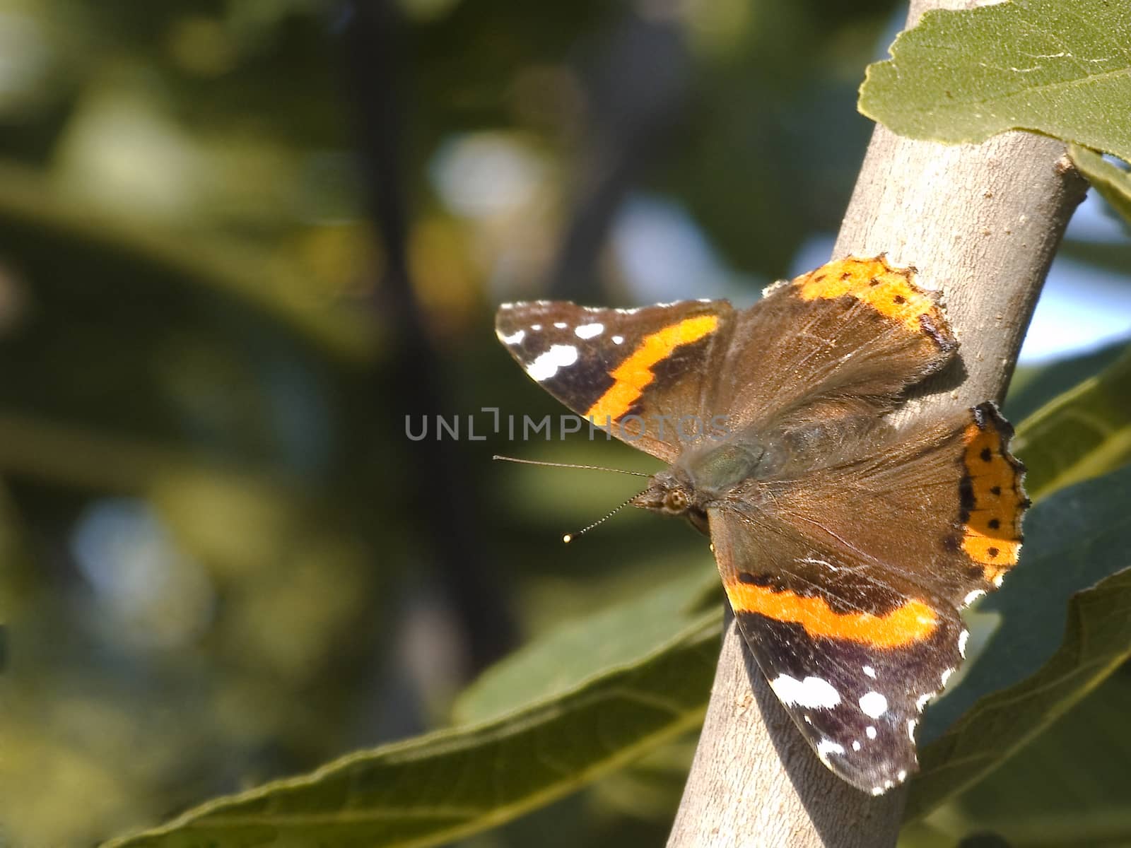 butterfly on fig tree by fadeinphotography